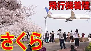 【成田さくらの山公園】満開の桜と迫力満点 飛行機の着陸　Cherry Blossoms