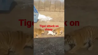 tiger Attack on sheep Tiger together By Animal attack