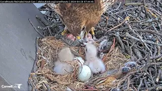 Cornell Red-tailed Hawks 28.04.2024 07:38