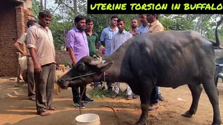 uterine torsion in buffalo l बच्चेदानी में मुराव, घुमाव लपेटें का इलाजl dr umar khan