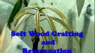 Soft Wood Grafting & Rejuvenation