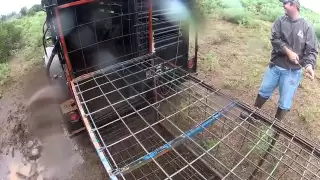 28 Trapped Hogs