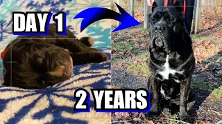 Cane Corso Growing Up- From BIRTH to 2 YEARS Old! Rocky the Cane Corso/Male Cane Corso Growth 0-2yrs