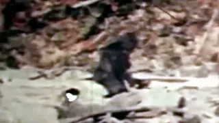 "Patterson-Gimlin Film" [Stabilized] Sasquatch (Bigfoot) in Bluff Creek, California (October 1967)