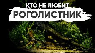 Неприхотливые аквариумные растения — Роголистник