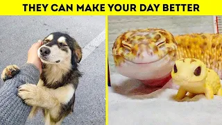 💗CUTE AND FUNNY ANIMAL😍 TO BRIGHTEN UP YOUR DAY | FUNNY ANIMALS COMPILATION 2020 #cuteplanet #animal