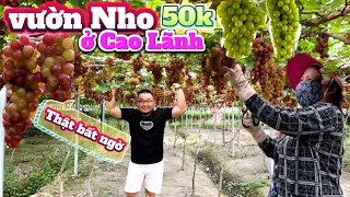 283. Review Đồng Tháp - Độc lạ vườn Nho Phước Điền tại Tp.Cao Lãnh trĩu trái thu hút khách tham quan