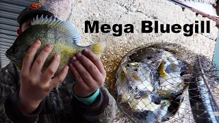 Fishing For MONSTER BLUEGILL {Catch Clean Cook}