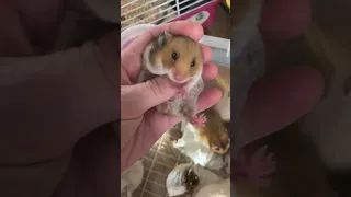 Детки готовы к переезду . #сирийскиехомячки #хомячки #babyhamster