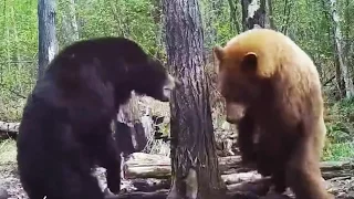 Bear attacks another bear! Fight caught on game camera - Warning: Violent content