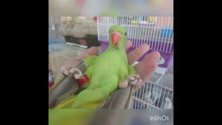 Видео №5. Птенец ожерелового попугая, ручной выкормыш индийского кольчатого. С красным кольцом
