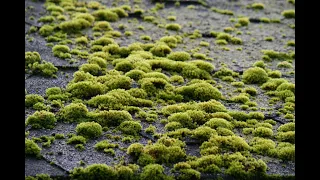 Managing Moss on Your Roof, Without Toxic Chemicals