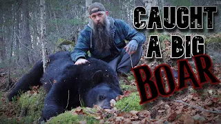 Trapping Big Black Bear. #bear