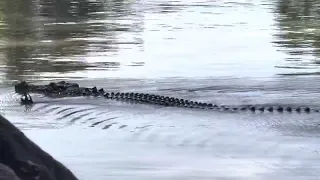 A crocodile waving at Cahill’s Crossing