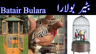 Batair bulara | batair awaz subah k leye | common quail sound | midi kirak| female quail sound #33