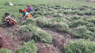 Japanese Mentha cultivation And Processing in Bobbepalli Village