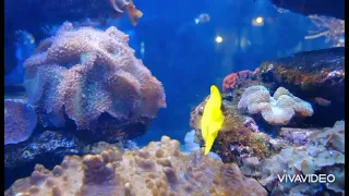 Under the sea: Ocean animal video [FREE RESOURCE]