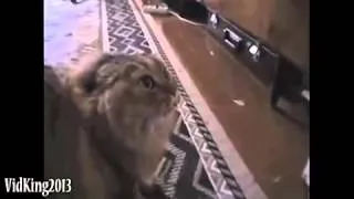 Funny Cats Compilation. Gatos divertidos (Recopilatorio)