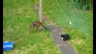 Fox v Cat