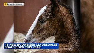 15 new Budweiser Clydesdale foals born at Missouri farm this year