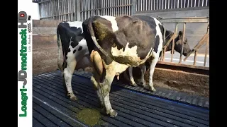 Un Confort pour les Vaches : Tapis Magellan & Marche Dairy Step - Bioret Agri !