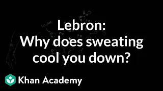 LeBron Asks: Why does sweating cool you down? | NCLEX-RN | Khan Academy