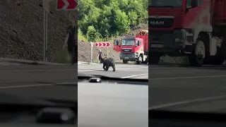 Медведь на дороге Лидога-Ванино (Сов.Гавань)