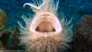 Frog fish-14 Facts-You Won’t Believe Actually Exist-Very rare-Special-Scientific