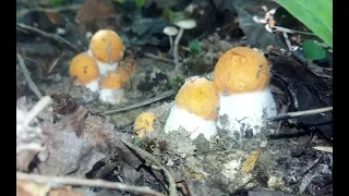 Семейный поход за грибами: шикарные места!