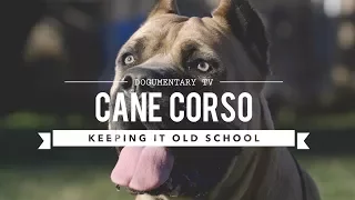 CANE CORSO KEEPING IT OLD SCHOOL