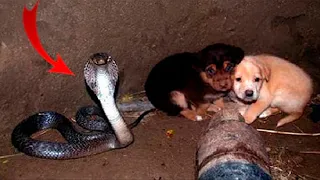 Два щенка попали в яму с коброй  Но то, что сделала эта кобра не передать словами