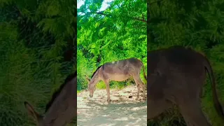 Donkey Sound | #shorts #viral