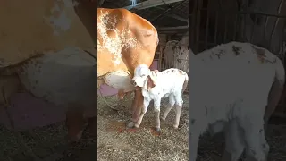 Gir cow Gujarat