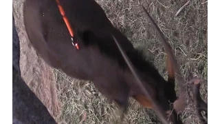 World Record Sable Speared ( graphic)