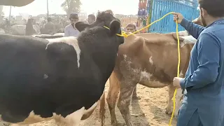 Big bull with beautiful cow in Pakistani maweshi mandi 2022 // Bull meeting in 2022 // Animals Cart