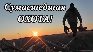 Охота на гуся 2019! Сумасшедший сезон! Много ГУСЯ! Много выстрелов!