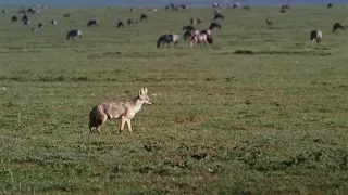 Family Is The Best! Gazelle Family Try To Save Baby Gazelle From Jackal Hunting