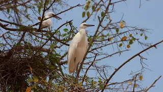 Little Egret   4K Video Canon 90D and Sigma 50-500 OS