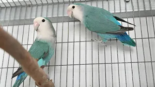 African Lovebirds - Breeding pairs for 21/22 Season - Peach Faced Lovebirds - Roseicollis chirping