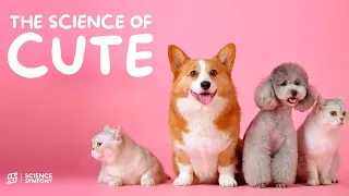 What Makes Things Cute?  - The Science of Kawaii