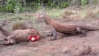 Hardcore Komodo Dragon Eating Deer Alive!! Not for the faint hearted!