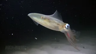 Amazing squid catches red mosquito worm....