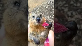 Quokka 🦘 The Happiest Animal on Earth!