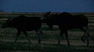 Moose Alberta Bow hunt