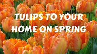 Bringing the tulips to your home in Spring