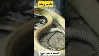 king cobra (biggest hunter in the world p1