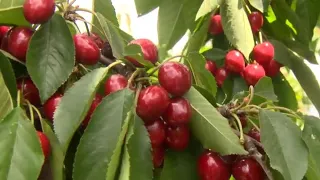 Cherry crops seem to survive NorCal storms, growers say