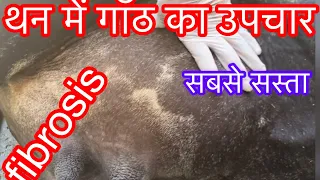 Treatment of fibrosed mastitis l udder fibrosis in cow l थन की गाँठ का उपचार l dr umar khan