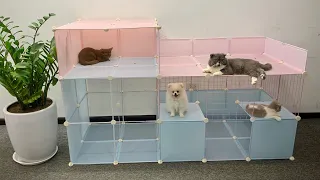 How To Building Prefab House for Pomeranian Poodle puppies & USA kitten - DIY dog house - Mr Pet #31
