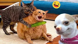 Funny Dogs And Cats Videos 2024 😅 - Best Funniest Animal Videos part 21